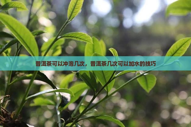普洱茶可以加几次水