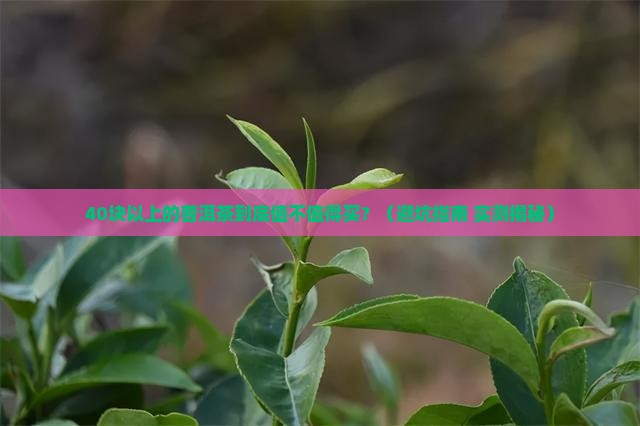 40元以上的普洱茶