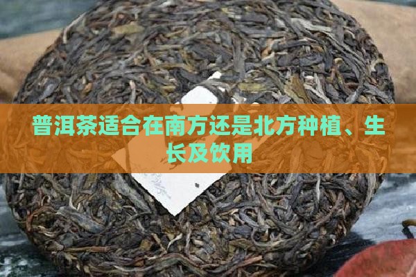 普洱茶适合在南方还是北方