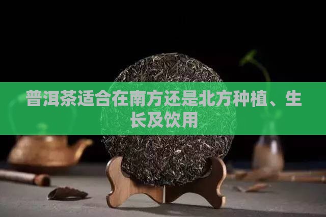 普洱茶适合在南方还是北方