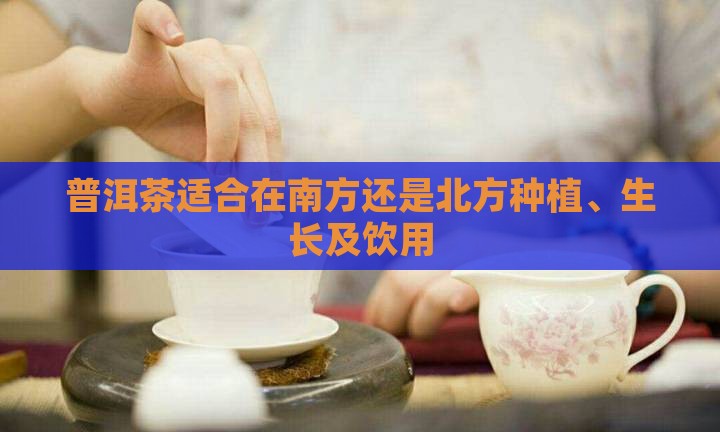 普洱茶适合在南方还是北方