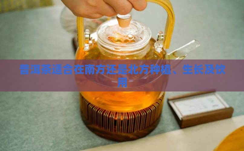 普洱茶适合在南方还是北方