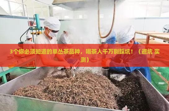 单丛茶有什么品种