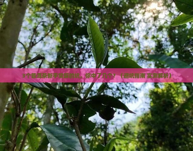 普洱茶有关的标准