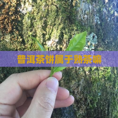普洱茶饼属于熟茶嘛