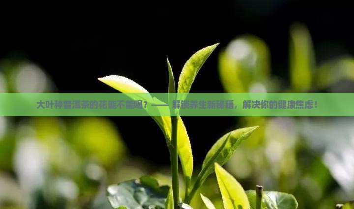 大叶种普洱茶的花能不能喝