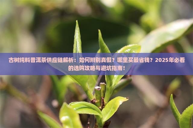 古树纯料普洱茶供应链