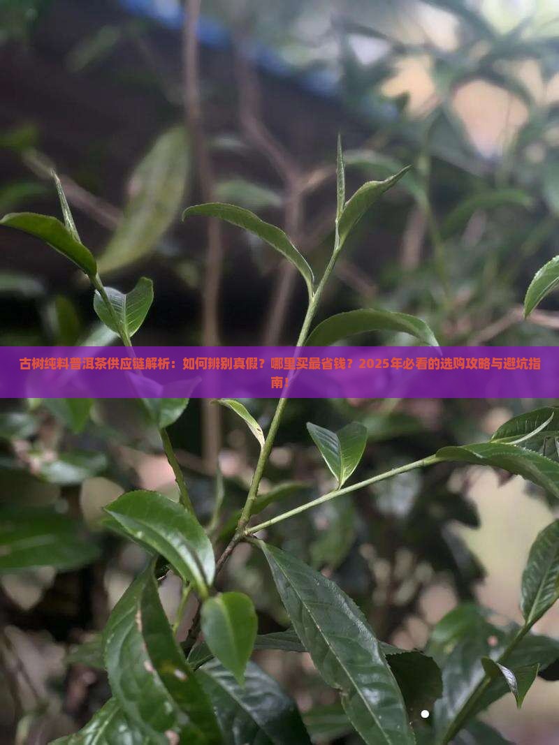 古树纯料普洱茶供应链
