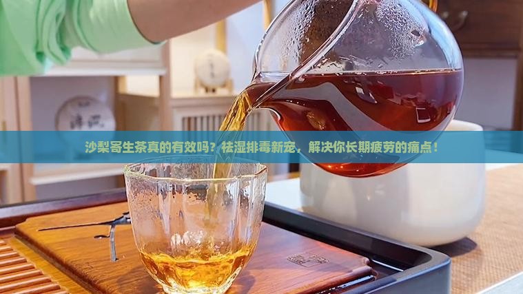 沙梨寄生茶功效与作用