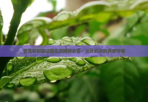 普洱茶制做过程