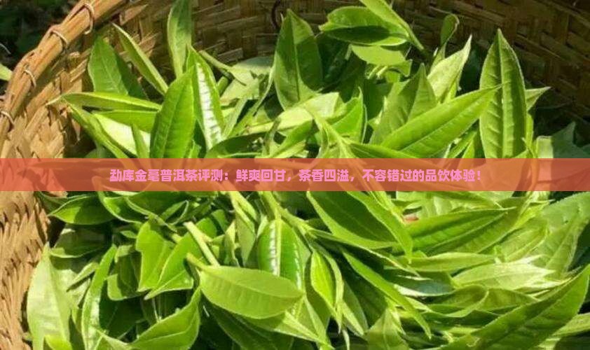 勐库金毫普洱茶评测