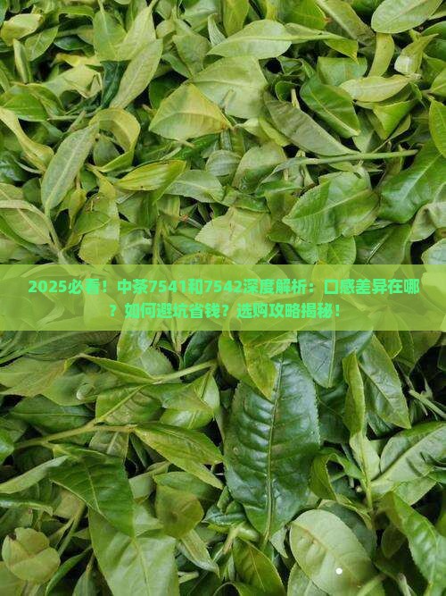 中茶7541和7542区别