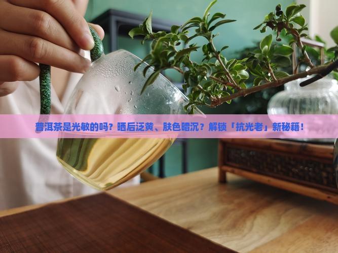 普洱茶是光敏的吗