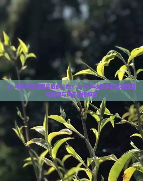 96年陈年普洱价格