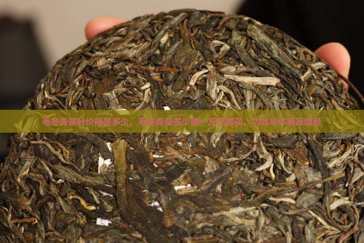 毛冬青茶叶价格是多少