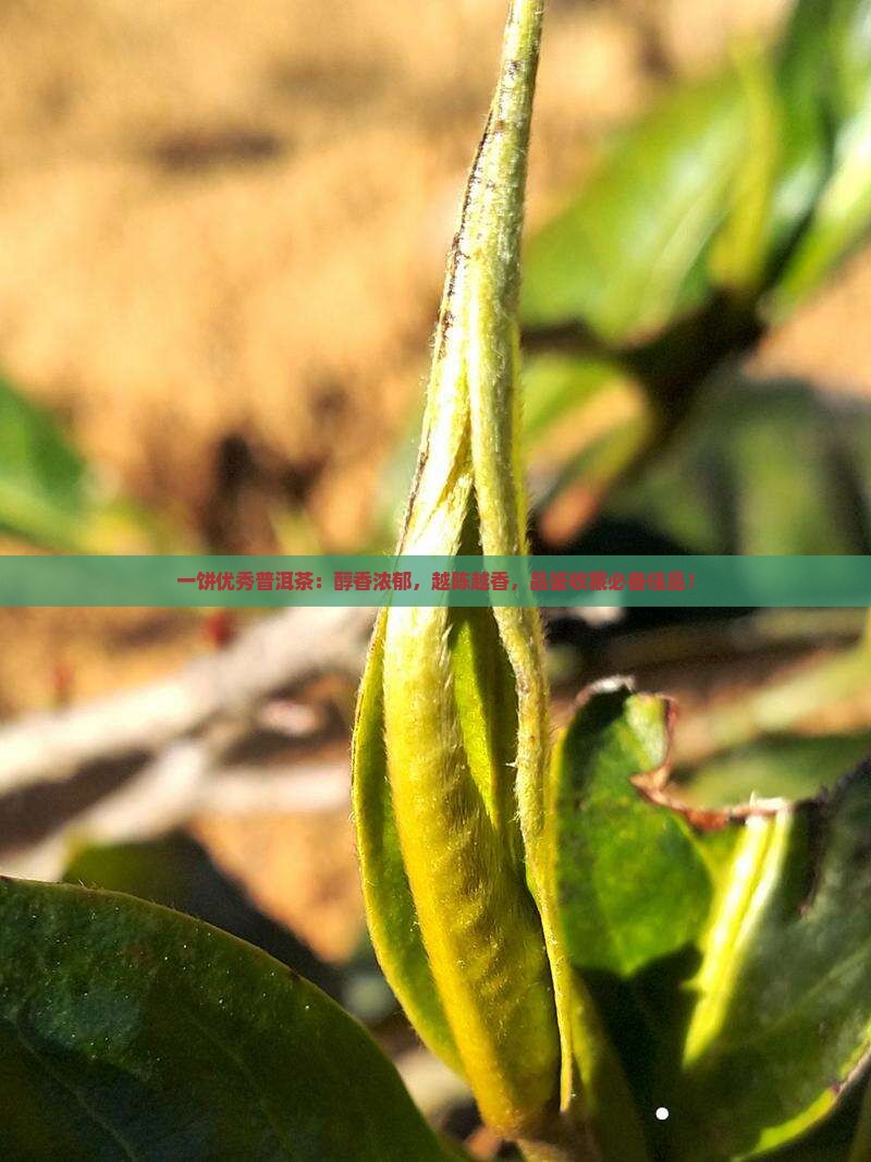 一饼优秀普洱茶