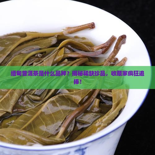 缅甸普洱茶是什么品种