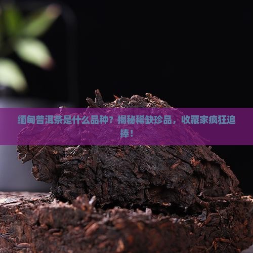 缅甸普洱茶是什么品种