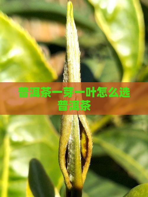 普洱茶一芽几叶怎么选