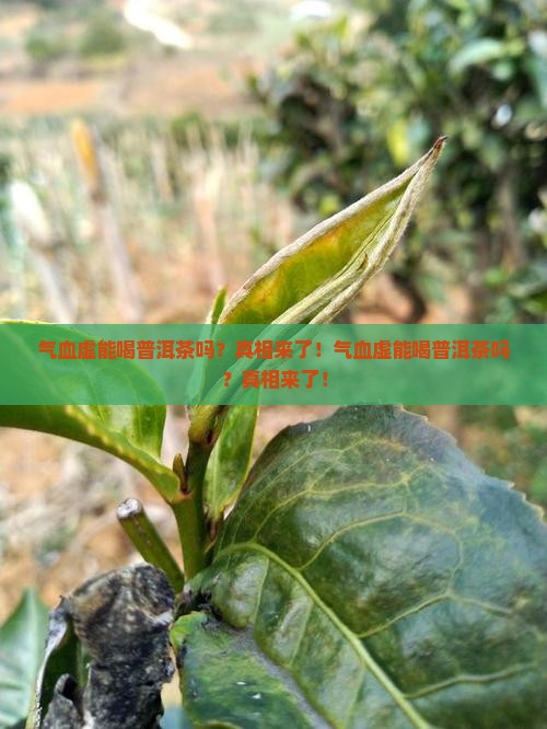 气血虚能喝普洱茶吗
