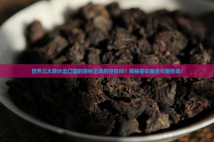 世界三大茶叶出口国茶树王