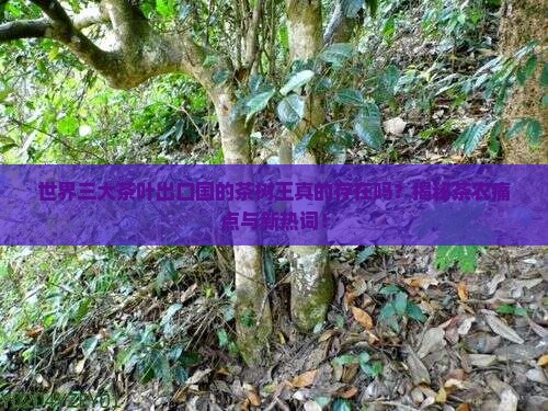 世界三大茶叶出口国茶树王