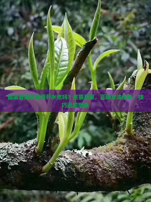 罐装普洱茶能用开水煮吗