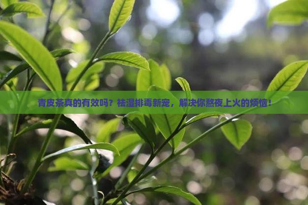 青皮茶的功效与作用