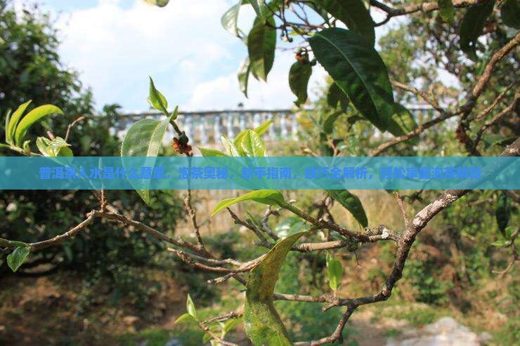 普洱茶入水是什么意思