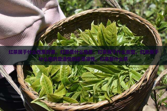 红茶属于什么性质