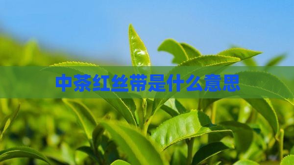 中茶红丝带是什么意思