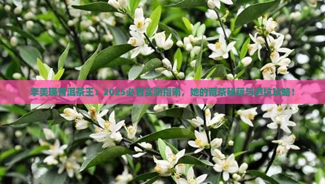 李美瑛普洱茶王