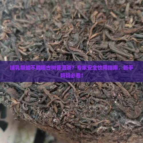 哺乳期能不能喝古树普洱茶
