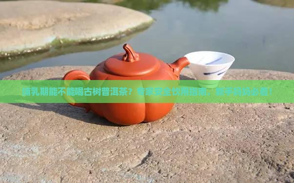 哺乳期能不能喝古树普洱茶