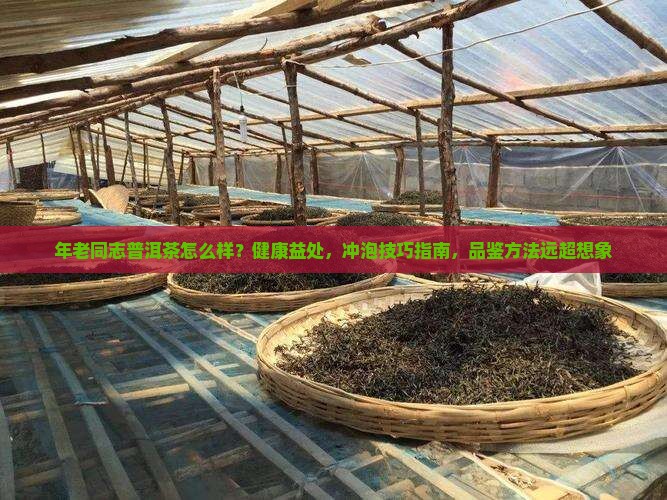 年老同志普洱茶怎么样
