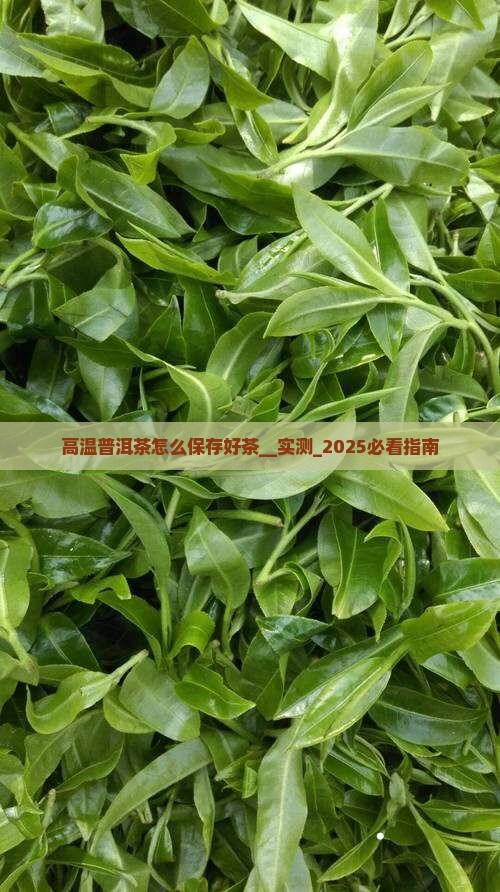 高温普洱茶怎么保存好茶