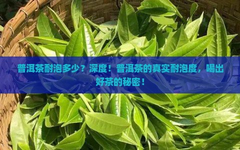 普洱茶耐泡多少