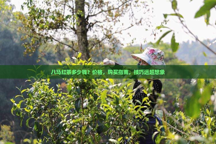 八马红茶多少钱