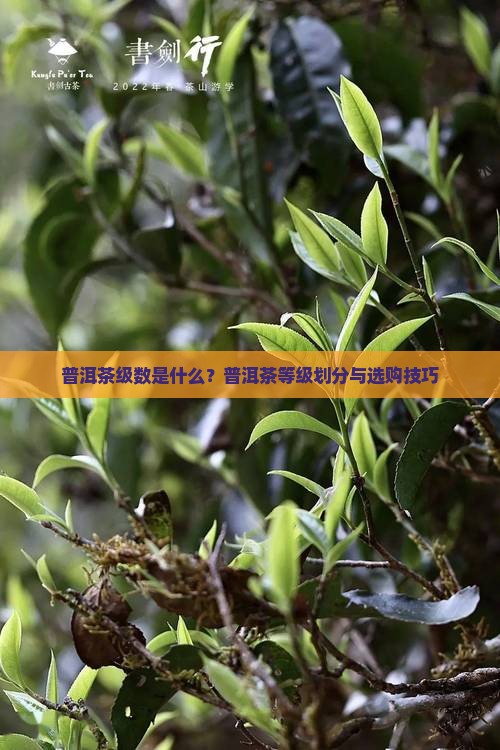 普洱茶级数是什么