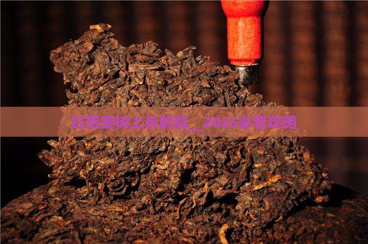 红茶是树上长的吗