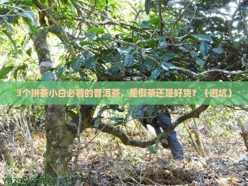 普洱茶拼茶是假茶吗