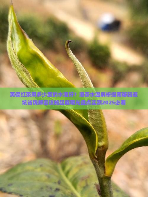 英德红茶用多少度的水泡好