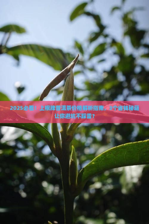 上根牌普洱茶价格