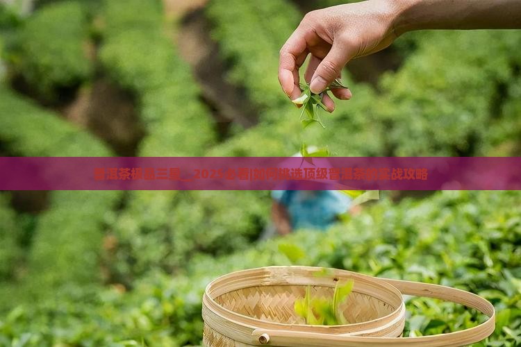 普洱茶极品三星