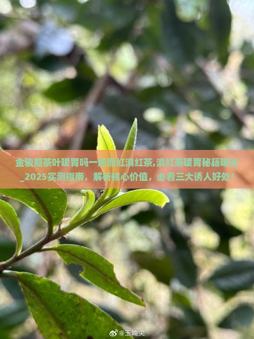 金骏眉茶叶暖胃吗一炮而红滇红茶