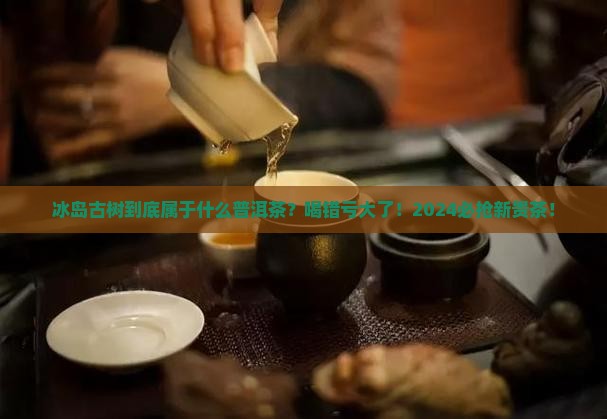 冰岛古树属于什么普洱茶