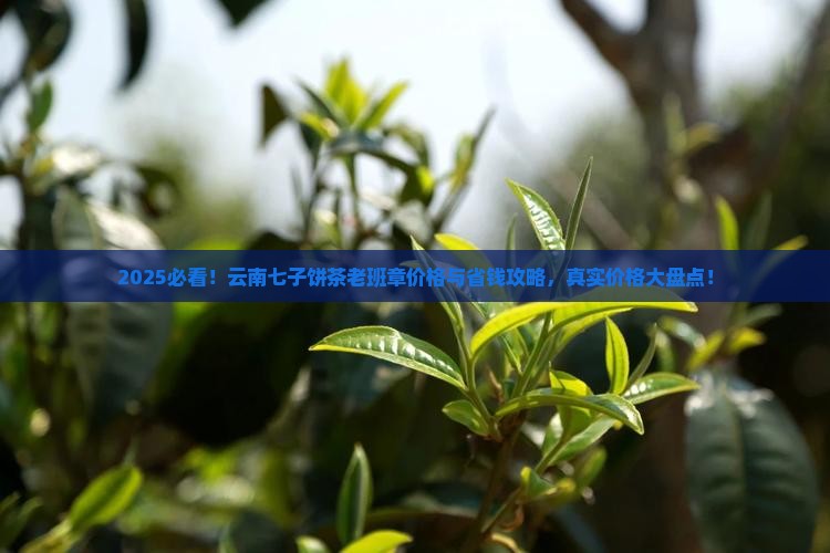 云南七子饼茶老班章价格表