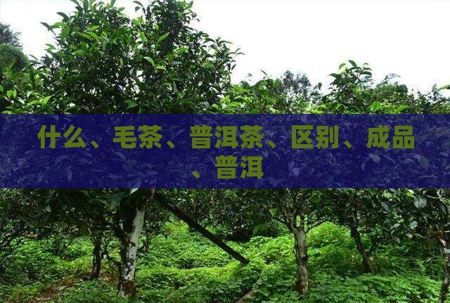普洱茶毛茶和成品区别是什么
