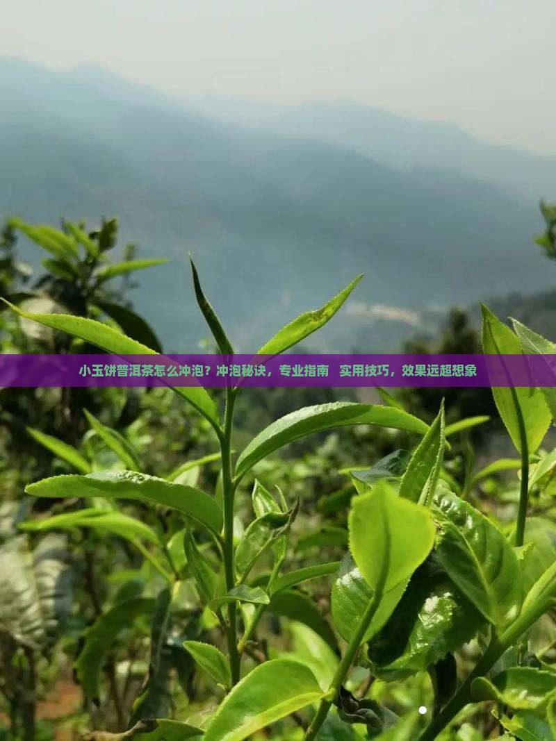 小玉饼普洱茶怎么冲泡