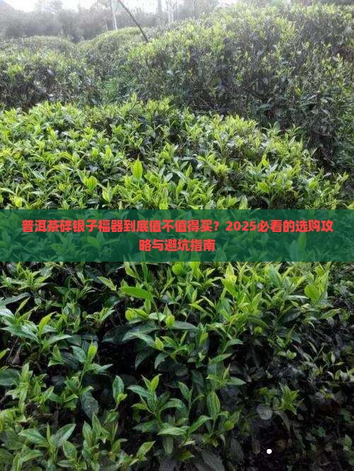 普洱茶碎银子福器